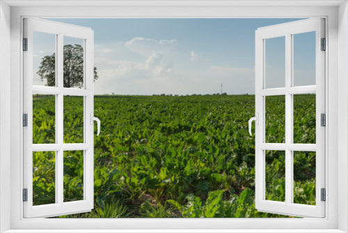 Fototapeta Naklejka Na Ścianę Okno 3D - Agrar Landschaft Panorama
