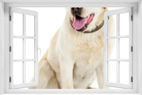 Fototapeta Naklejka Na Ścianę Okno 3D - Cute dog with leash isolated on white background