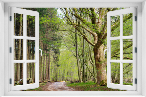 Fototapeta Naklejka Na Ścianę Okno 3D - Mixed forest in spring