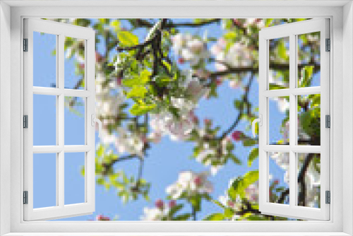 Fototapeta Naklejka Na Ścianę Okno 3D - Blossoming Tree Branch