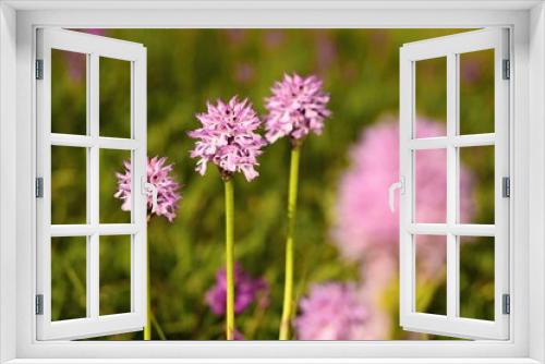 Fototapeta Naklejka Na Ścianę Okno 3D - Group of wild three-toothed orchids with white pink flower blooming in meadow in grass on spring sunny day, fresh green and pink color of spring, beautiful floral background with natural bokeh