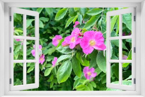 Fototapeta Naklejka Na Ścianę Okno 3D - Blooming rosehip shrub with pink flowers and green foliage