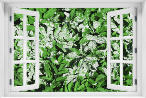 Fototapeta Naklejka Na Ścianę Okno 3D - Textural image of a clearing with young plants