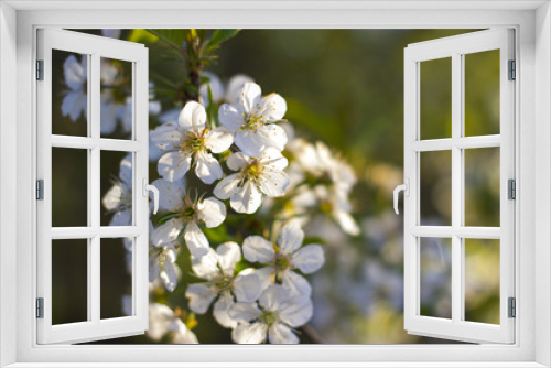 Fototapeta Naklejka Na Ścianę Okno 3D - Blossoming sour cherry
