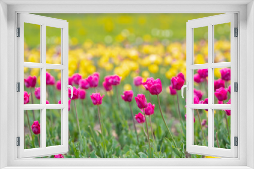 Fototapeta Naklejka Na Ścianę Okno 3D - Beautiful pink and yellow tulips blooms on a flowering field in the springtime. Selective focus