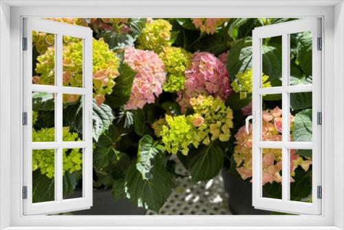 Fototapeta Naklejka Na Ścianę Okno 3D - Hydrangea pink light green blossoms.