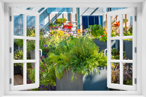 Fototapeta Naklejka Na Ścianę Okno 3D - Big raised flower pots in shop, plants for terrace, balcony and garden