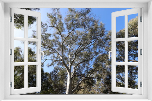 Fototapeta Naklejka Na Ścianę Okno 3D - Dense eucalyptus forest in northern Israel.