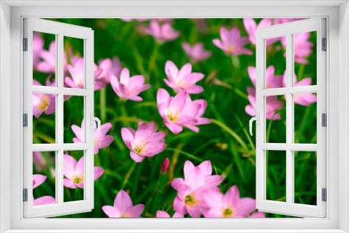 Fototapeta Naklejka Na Ścianę Okno 3D - Beautiful Rain Lily in the garden
