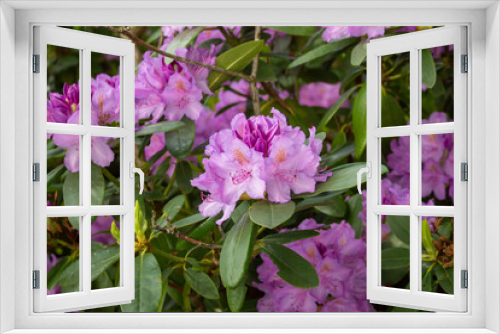 Fototapeta Naklejka Na Ścianę Okno 3D - Flowering bush of pink rhododendron