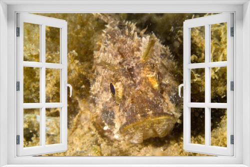 Fototapeta Naklejka Na Ścianę Okno 3D - Black scorpionfish Scorpaena porcus, Scopenidae, Mediterranean Sea, Italy, Alghero, Capo Caccia