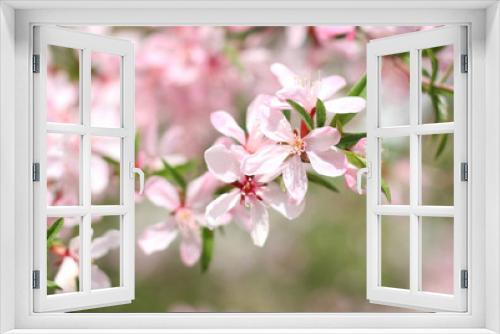 Fototapeta Naklejka Na Ścianę Okno 3D - Pink flowering branch of shrub in spring close-up