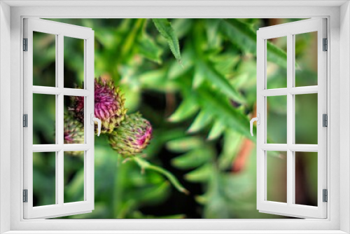 Fototapeta Naklejka Na Ścianę Okno 3D - Close-up of a thistle on a green bush