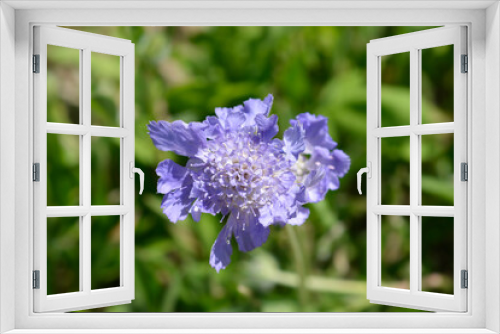 Fototapeta Naklejka Na Ścianę Okno 3D - Caucasian pincushion flower