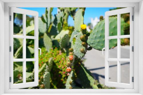 Fototapeta Naklejka Na Ścianę Okno 3D - Blooming cactuses of Sardinia