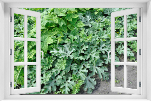 Fototapeta Naklejka Na Ścianę Okno 3D - organically cultivated various vegetables  in the vegetable garden, summertime
