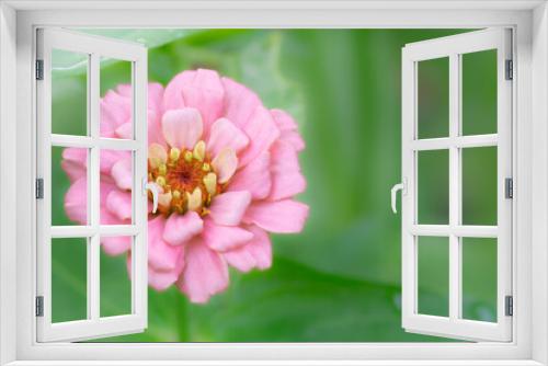 Fototapeta Naklejka Na Ścianę Okno 3D - Masses of soft pink petals on a zinnia plant.