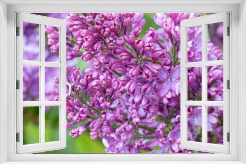 Fototapeta Naklejka Na Ścianę Okno 3D - Beautiful lilac flowers ,Purple lilac flowers on the bush, summertime background.