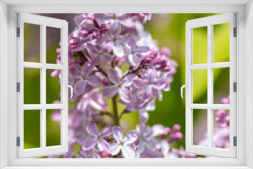 Fototapeta Naklejka Na Ścianę Okno 3D - Beautiful lilac flowers ,Purple lilac flowers on the bush, summertime background.