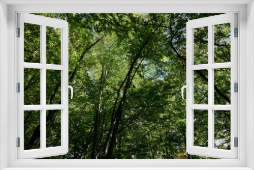 Fototapeta Naklejka Na Ścianę Okno 3D - Tranquil Forest Canopy A Serene View of Trees Under a Clear Blue Sky in Nature's Beauty