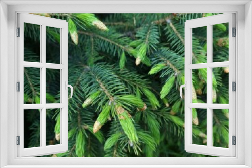 Fototapeta Naklejka Na Ścianę Okno 3D - Fresh green fir branches