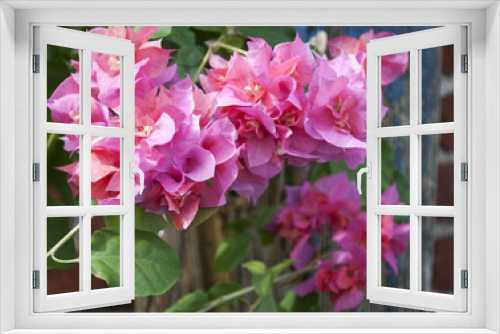 Fototapeta Naklejka Na Ścianę Okno 3D - Bougainvillea Blüten 2