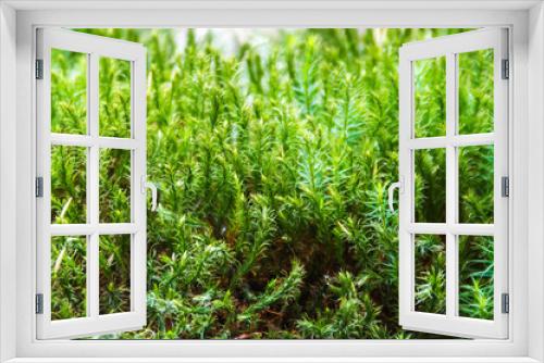 Fototapeta Naklejka Na Ścianę Okno 3D - zielony mech