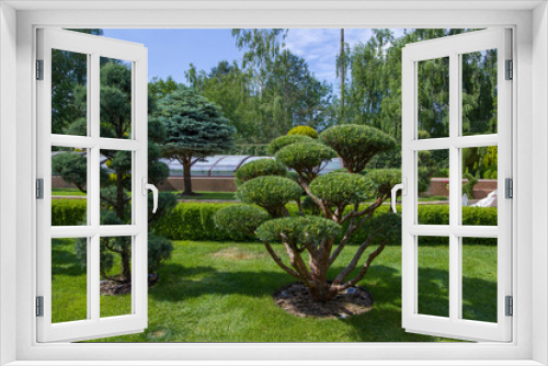 Fototapeta Naklejka Na Ścianę Okno 3D - japanese garden with beautiful green trees, Pine bonsai