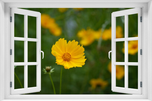 Fototapeta Naklejka Na Ścianę Okno 3D - Yellow Coreopsis blooming in the garden