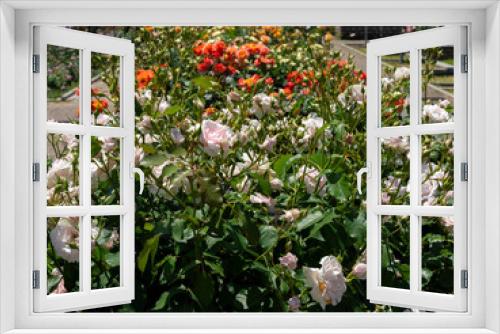 Fototapeta Naklejka Na Ścianę Okno 3D - 満開に咲いた薔薇園の風景