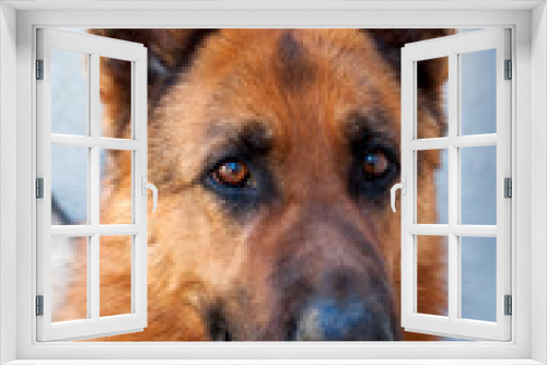 Fototapeta Naklejka Na Ścianę Okno 3D - Brown German Shepherd Dog Close Up Portrait