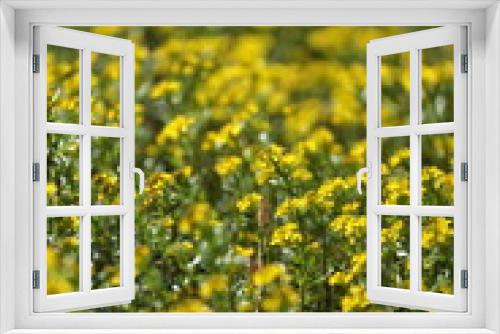 Fototapeta Naklejka Na Ścianę Okno 3D - 菜の花に似ている野草が花満開となっていた畑の畔