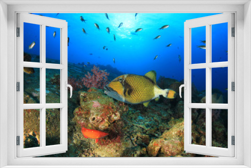 Fototapeta Naklejka Na Ścianę Okno 3D - Coral reef and tropical fish in ocean