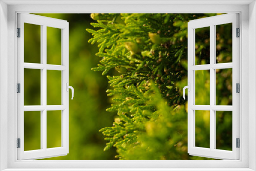 Fototapeta Naklejka Na Ścianę Okno 3D - Close Up of Lush Green Leaves on a Tree