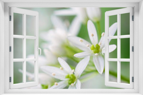 Fototapeta Naklejka Na Ścianę Okno 3D - Bärlauchblüte
