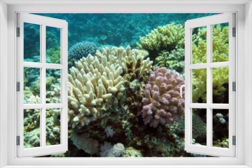 Fototapeta Naklejka Na Ścianę Okno 3D - colorful coral reef in  tropical sea, underwater