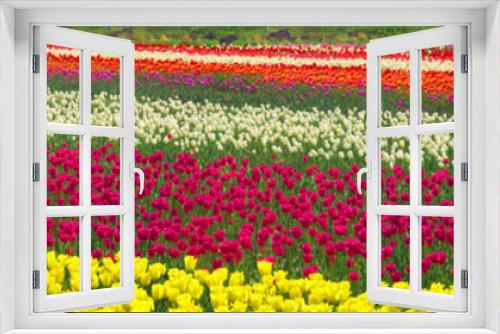 Fototapeta Naklejka Na Ścianę Okno 3D - Tulips - spring flowers