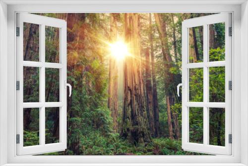 Fototapeta Naklejka Na Ścianę Okno 3D - Sunny Redwood Forest