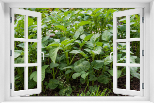 Fototapeta Naklejka Na Ścianę Okno 3D - Orto, coltivare piante di Patate, agricoltura
