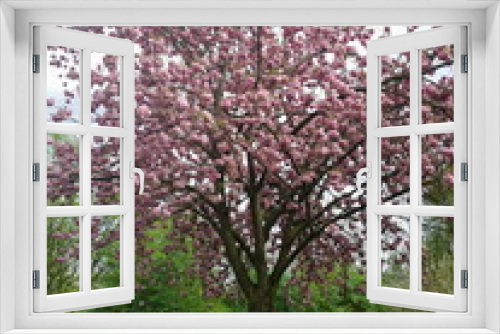 Fototapeta Naklejka Na Ścianę Okno 3D - Baum im Frühling