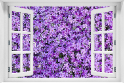 Fototapeta Naklejka Na Ścianę Okno 3D - Blooming purple carnation