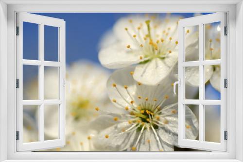 Fototapeta Naklejka Na Ścianę Okno 3D - Piękne delikatne kwiaty kwitnącej wiśni na tle nieba
