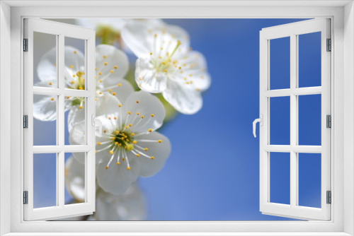 Fototapeta Naklejka Na Ścianę Okno 3D - Piękne delikatne kwiaty kwitnącej wiśni na tle nieba