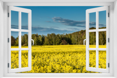 Fototapeta Naklejka Na Ścianę Okno 3D - Yellow oilseed rape field