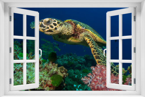 Fototapeta Naklejka Na Ścianę Okno 3D - Hawksbill Sea Turtle underwater