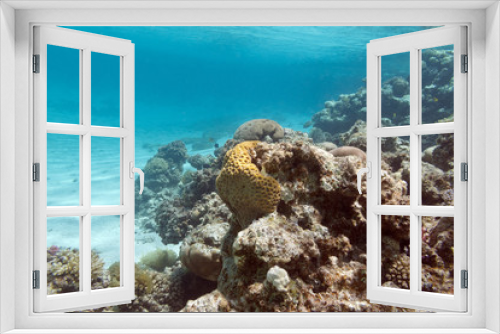 Fototapeta Naklejka Na Ścianę Okno 3D -  coral reef under the surface of water in tropical sea,  underwa