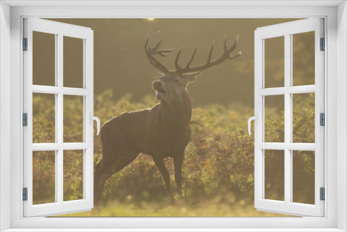 Fototapeta Naklejka Na Ścianę Okno 3D - Red deer - Cervus elaphus