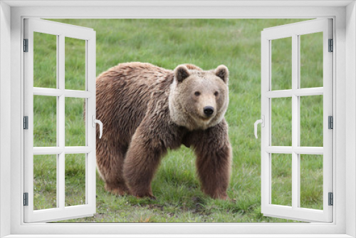 Fototapeta Naklejka Na Ścianę Okno 3D - Brown bear in the nature