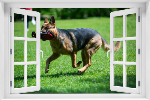 Fototapeta Naklejka Na Ścianę Okno 3D - german shepherd dog running