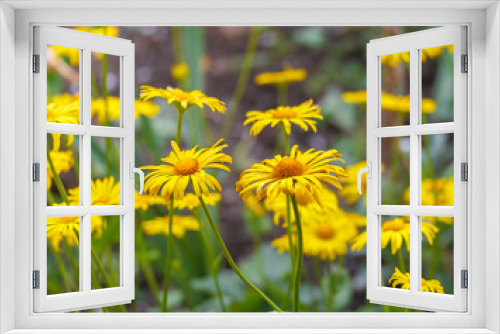 Fototapeta Naklejka Na Ścianę Okno 3D - yellow daisies in the garden